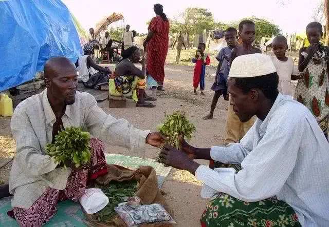 甚至在也门一些地区, 有些父母在孩子六七岁的时候就让他们嚼食恰特草