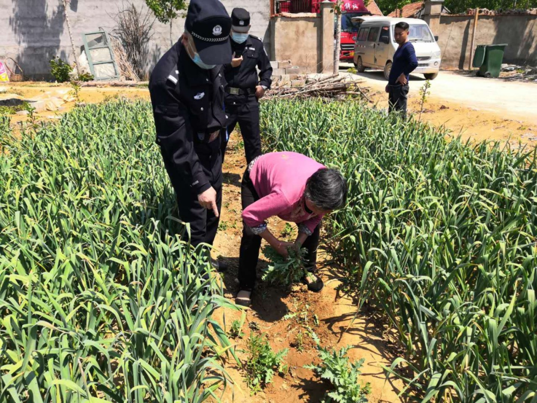 如何种植罂粟_罂粟种植方法_种植罂粟花种子要泡吗