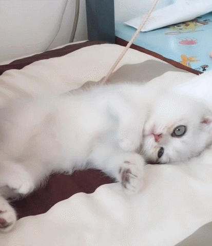 413_479gif 动态图 动图