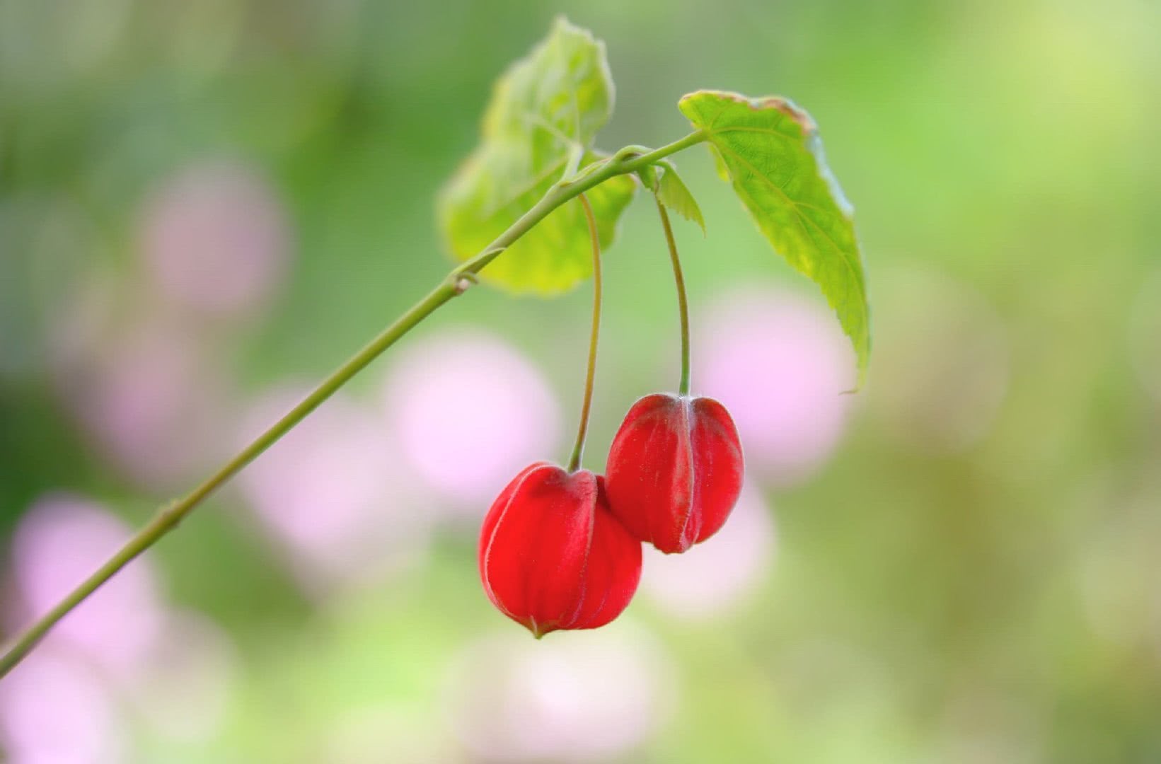 侄仲衡集予无闷草堂,喜而有作 其二》 篱门犬吠故人来,陡觉光辉照草莱