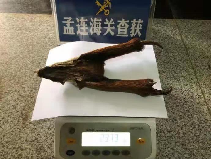 云南孟连海关查获疑似麂子角237.3克