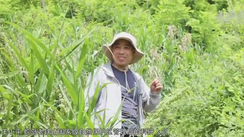 蛇岛探秘:镜头带您走进神秘的大连蛇岛