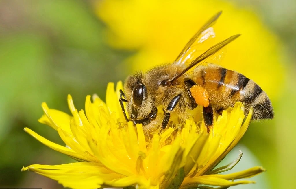蜂王,工蜂,雄蜂三种类型蜜蜂的科普介绍