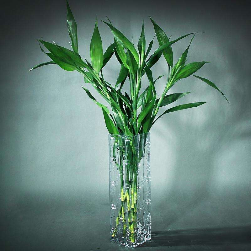 富贵竹寓意富贵,深受欢迎,富贵竹应该如何摆放?