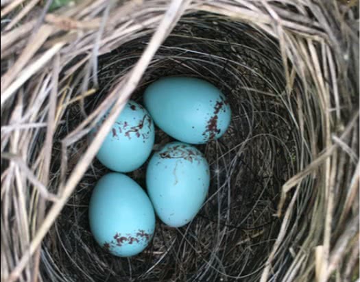 nest是"鸟巢",那nest egg应该翻译成"巢中之蛋"吗?