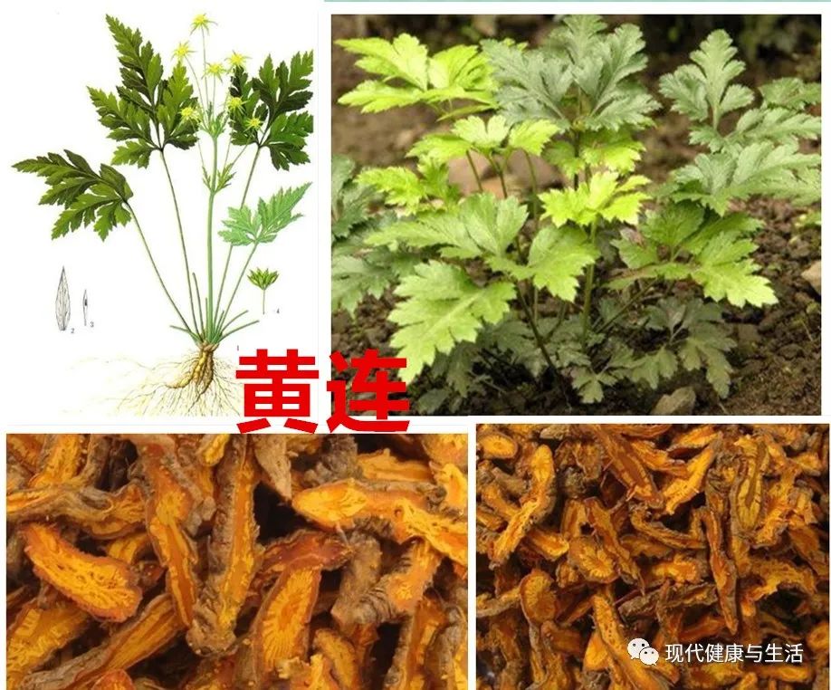 中医中药,黄连的功效及应用