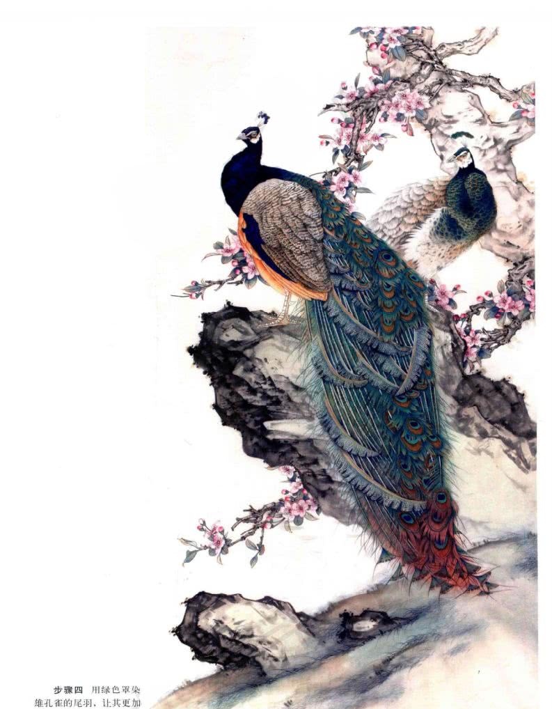 孔雀工笔画法