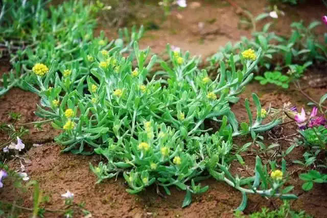 地方美食清明果