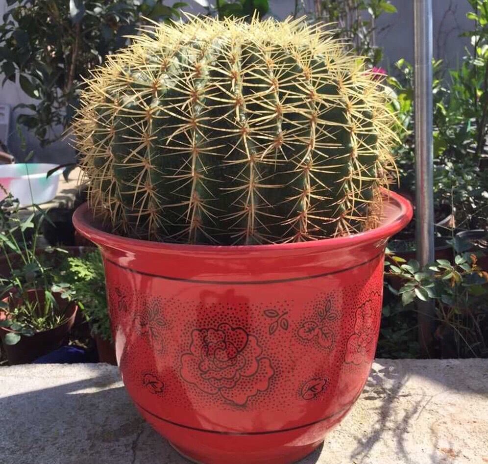 彩色马蹄莲 (养宠小知识)家庭盆栽繁殖为主的方法及方法 - 篇篇花草网