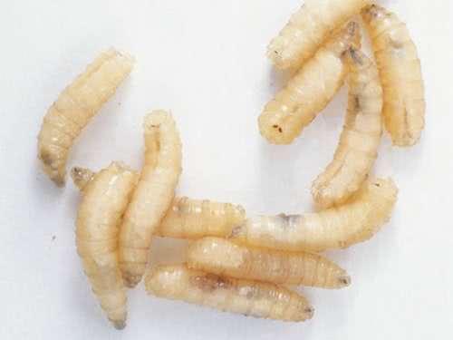 医生告诉你,蛆虫也是个好东西
