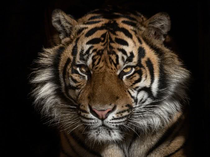 美国老虎新冠肺炎检测呈阳性:给动物检测,更是尊重生命!