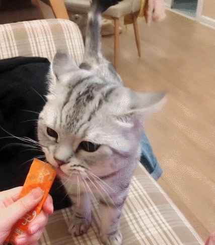 喵星人,萌宠,二货,生活趣事