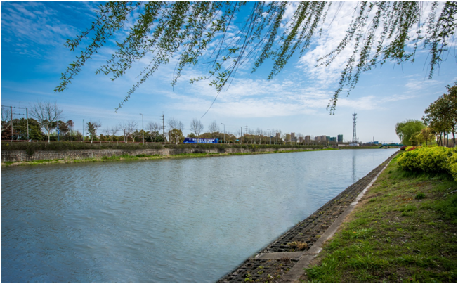 嘉定区,横沥,夏蝉