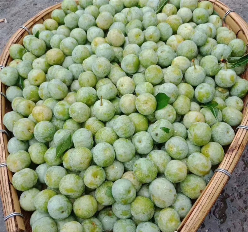 玉碗镇石灰村:小小珍珠李 串起脱贫梦