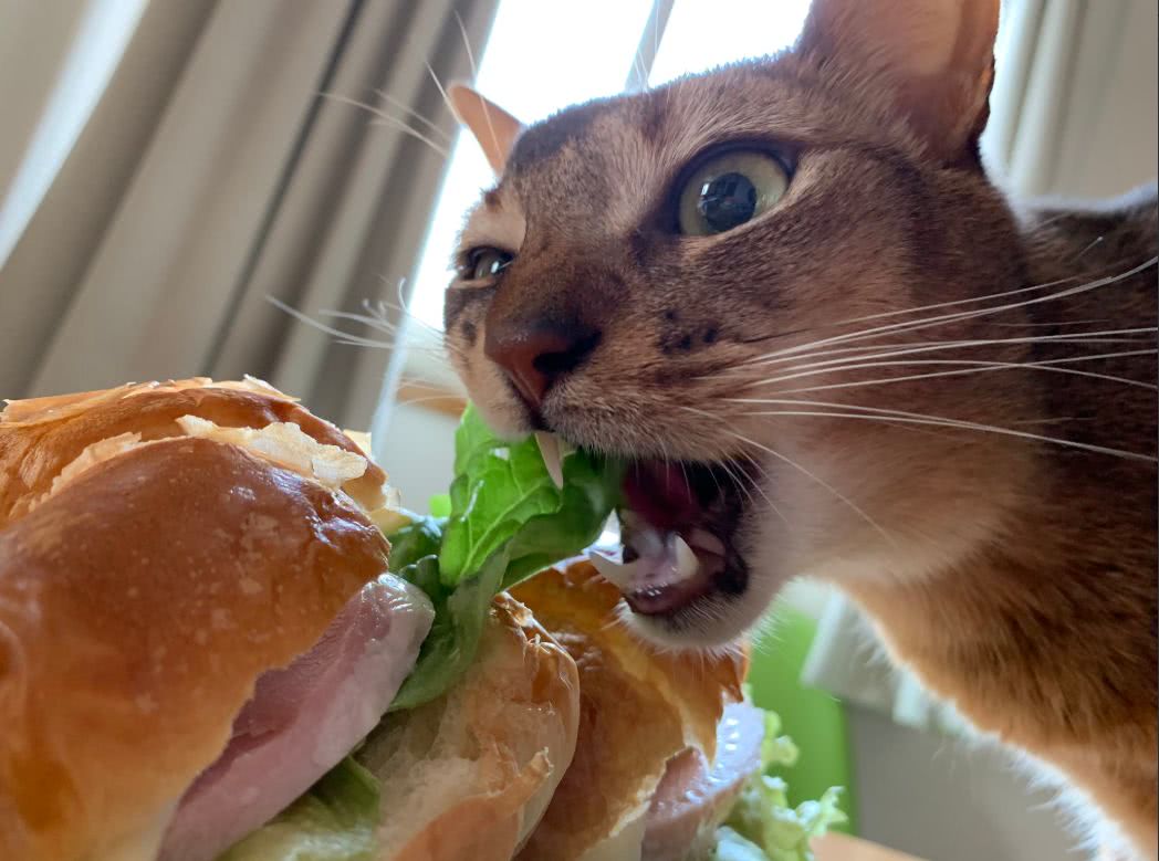 直到把饼干踩成渣渣… 被抓包还一脸不开心, 丝毫没有悔改之意.