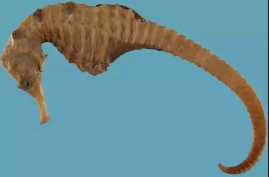 昆 仑 1 来源 本品为海龙科动物线纹海马hippocampus kelloggi jordan