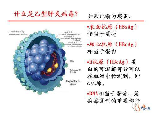 乙肝,乙肝五项,乙肝病毒,乙肝核心抗体,乙肝病毒携带者,抗体,乙肝五项