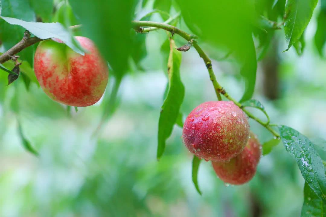 大兴长子营:杏桃成熟销四方