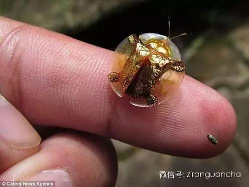 这儿不是贵金属交易所 这只是大自然黄金一族