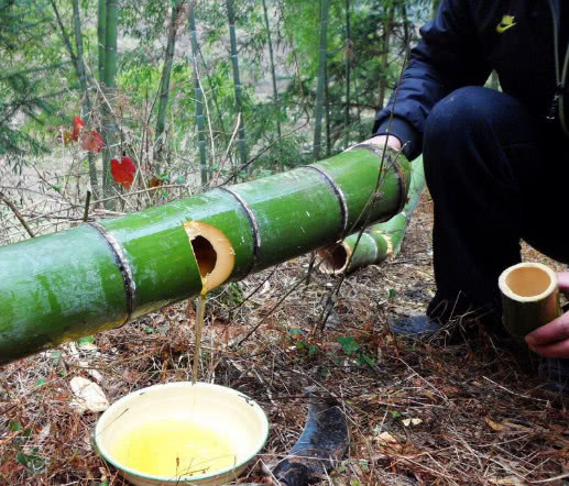 给竹子打一针,与竹子共同生长,这种"会呼吸的酒"有这么多好处