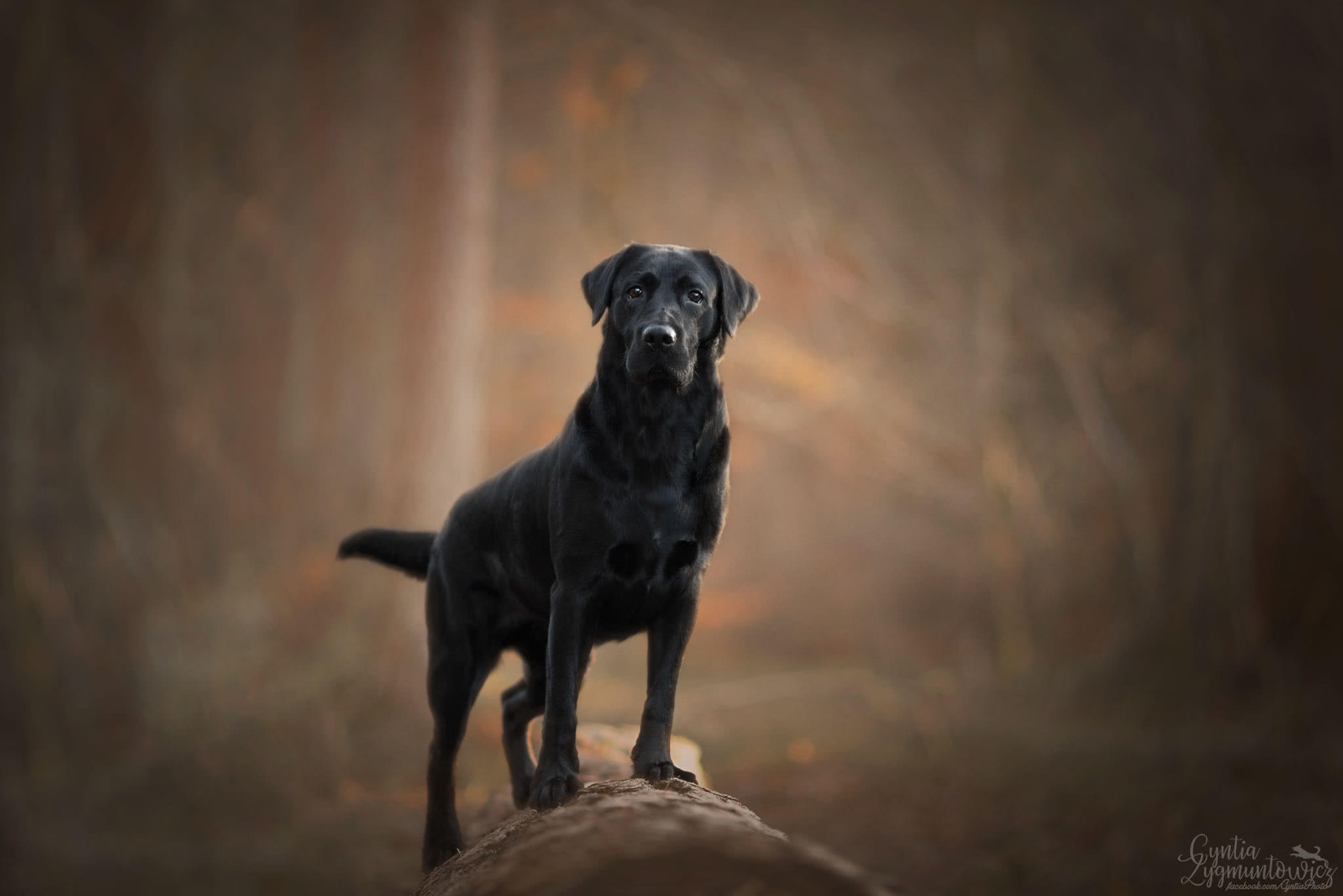 小黑狗的呆萌时刻,跟另外两只的狗狗比怎么样?