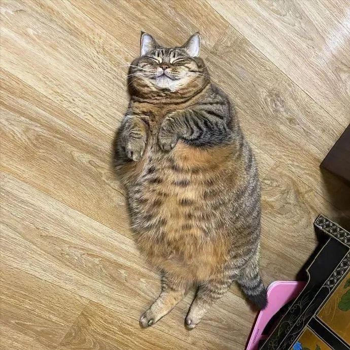 肥宅