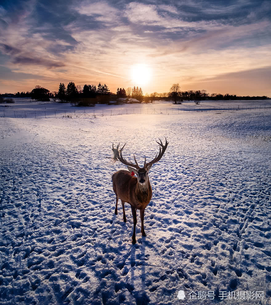 这组用无人家拍摄的野生动物,每张都与众不同,画面非常的唯美!