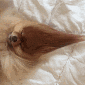疫情,搞笑gif