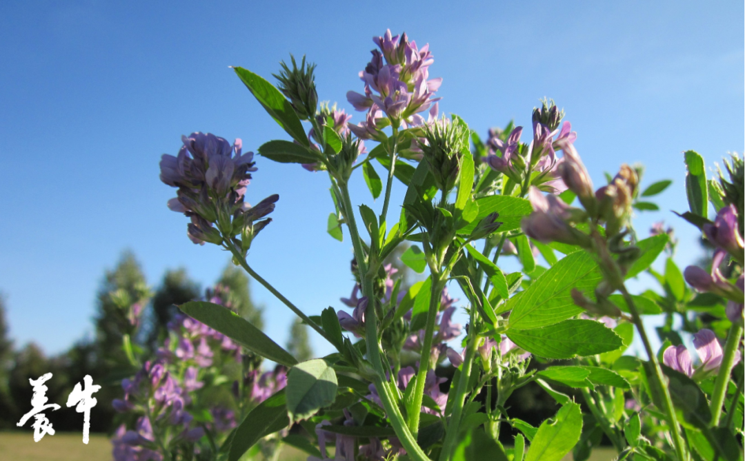紫花苜蓿草图片(紫花苜蓿草图片高清)