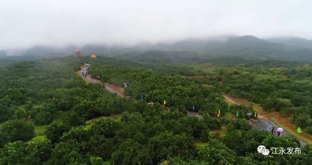 "柚"惑来袭 江永10万亩香柚喜获丰收