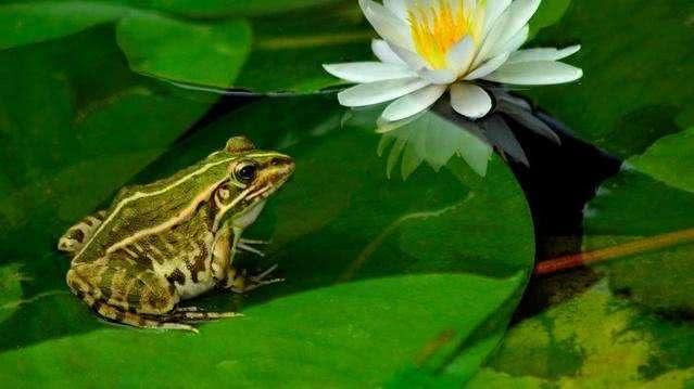 以前农村青蛙和蛤蟆到处都是,为什么现在看不见了呢?说出来你别不信