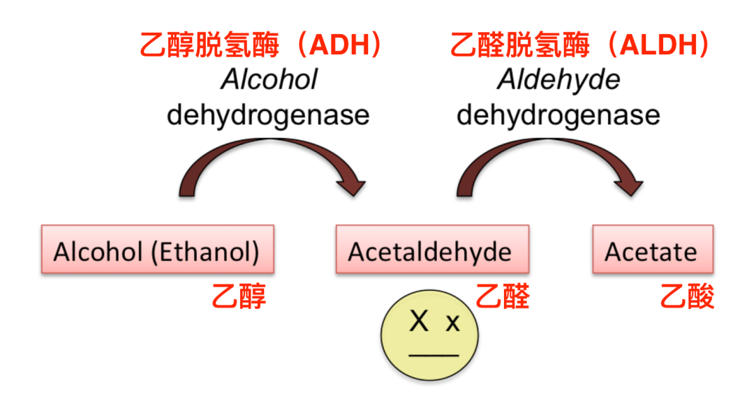 如果乙醛代谢速度较慢,人就容易醉酒.
