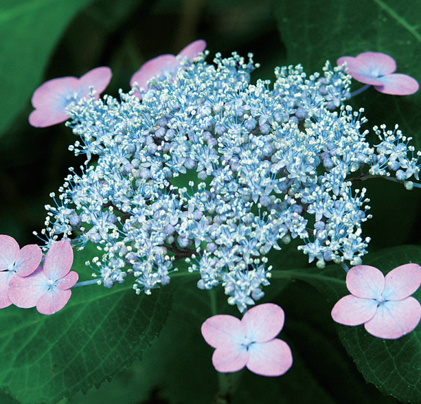 《四季之花》邂逅俳句:绣球花月夜,尚是淡青色