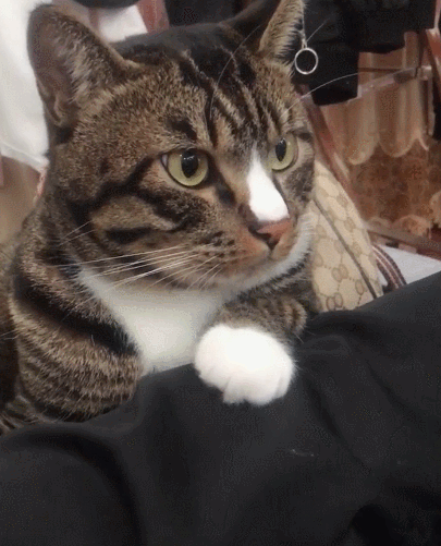 喵星人,萌宠,生活趣事,二货