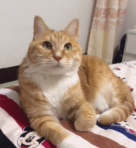 小猫咪趴在床上,看这软萌的小模样,瞬间爱上了!