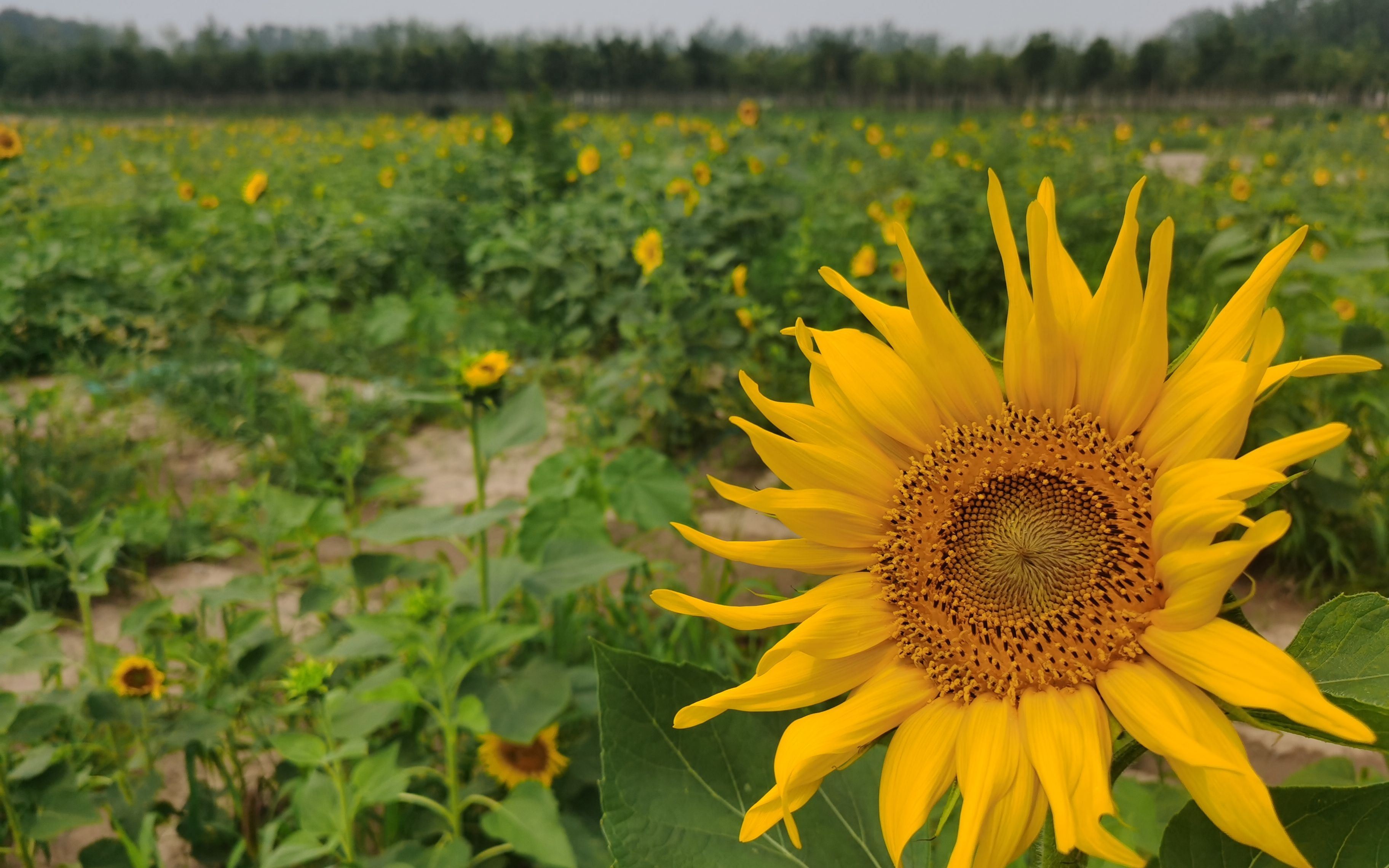 大兴区皮各庄村 大片向日葵盛放自成花海