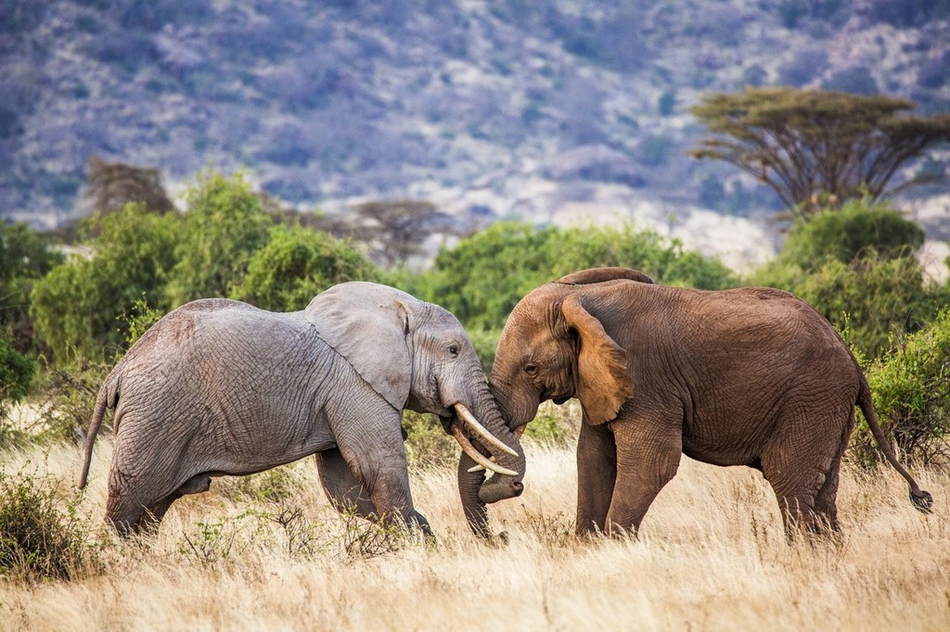 肯尼亚俩大象上演夺权大战 长鼻当武器打的不可开交