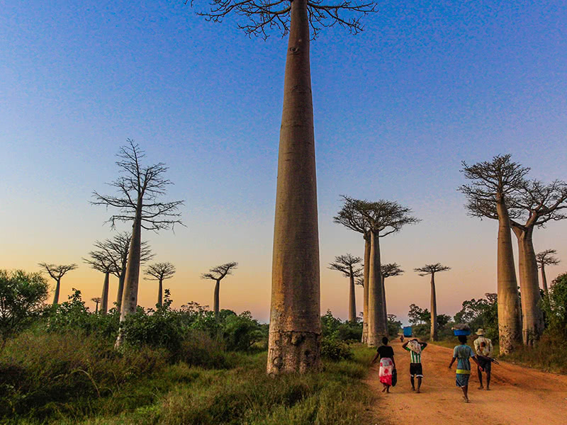 非洲最神奇的树:果实是面包味的,当地人还喜欢拿它当房子来住