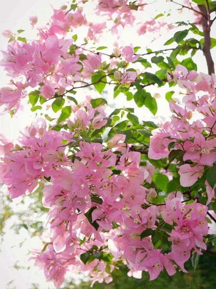 养了5年的三角梅,一长高就砍,终于变成精品老桩!-看点快报