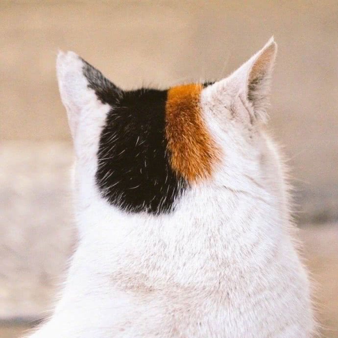 这只猫,模仿猫咪老师的发型成功了?