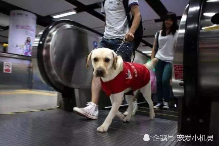 城市大力禁犬的同时 别忘了还有那些天使 默默守护着残障人士