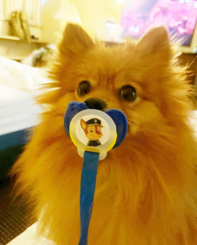 安抚奶嘴,博美,安吉拉,治疗犬,铲屎官