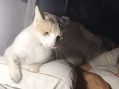 400_300gif 动态图 动图