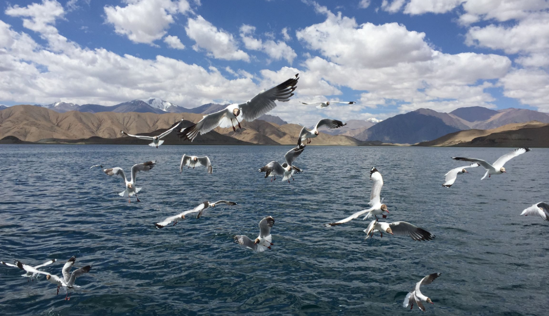 阿克赛钦掠影:加勒万河奔流,班公湖景美!这里风景独好