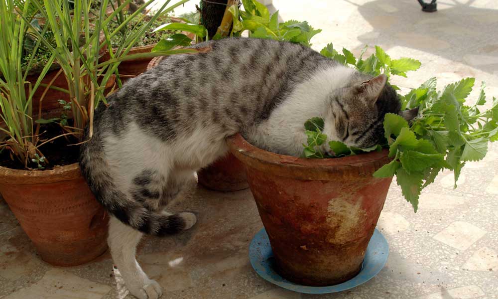 猫薄荷靠什么吸引猫?会对猫有什么影响吗?