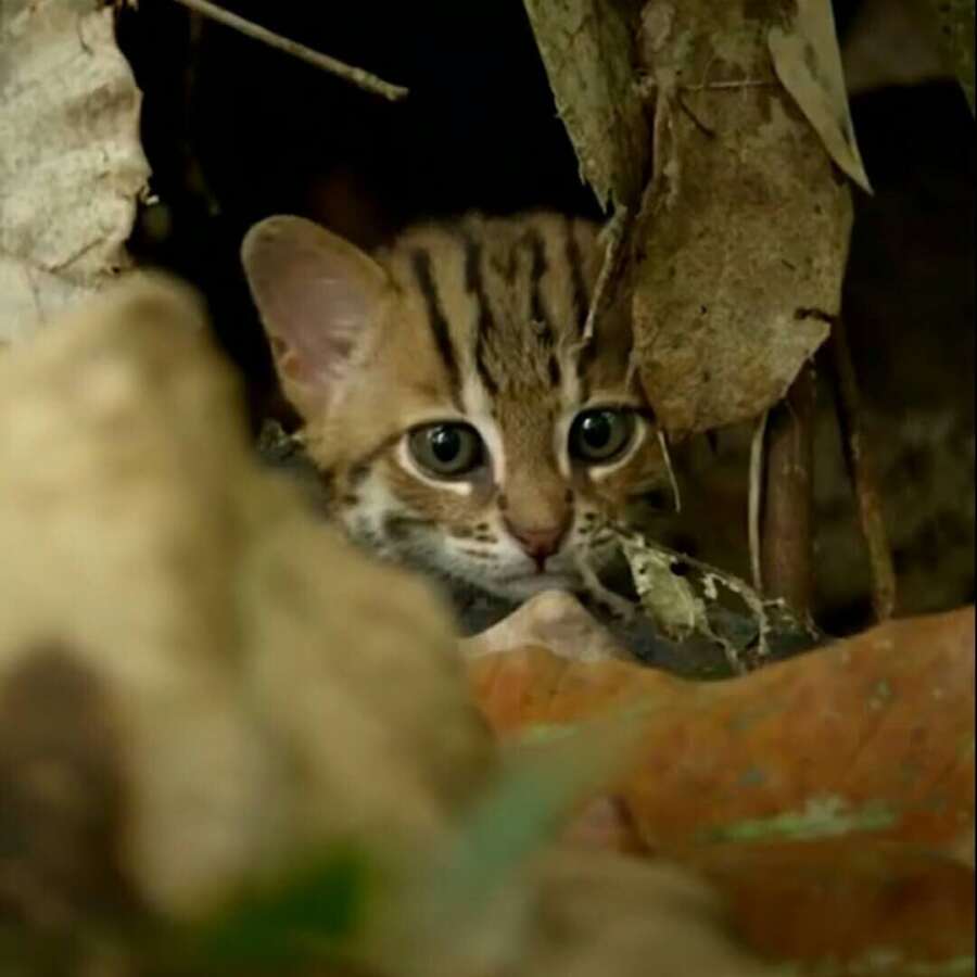 世界上最小的猫 堪称猫界的传奇 竟能跟老虎平起平坐