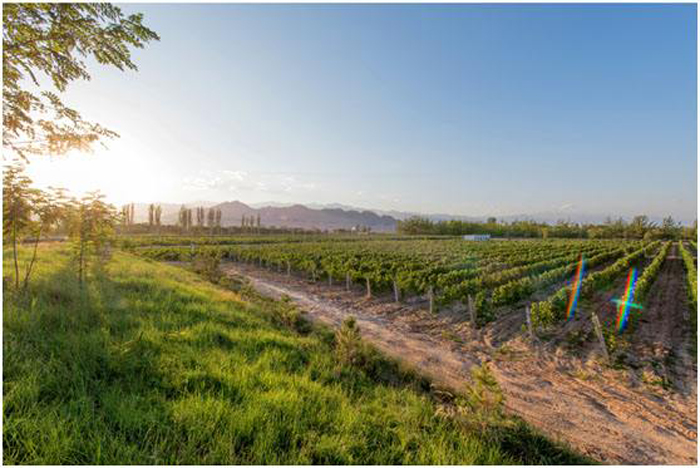 贺兰山东麓种植地