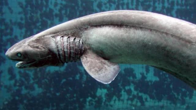 科学家在深海里发现了诡异新物种