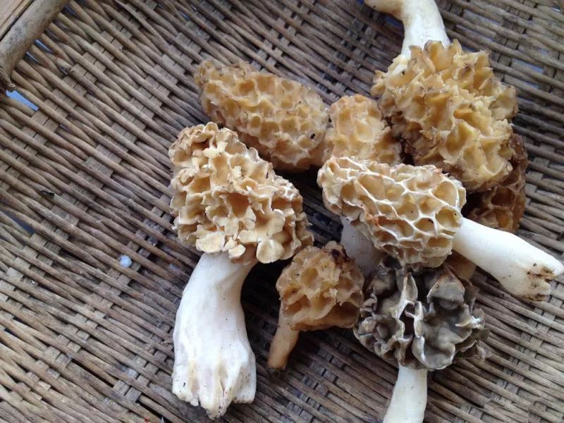 【当季美味】聪明的吃货,是不会放过这些菌菇的! 【当季美味】聪明的吃货,是不会放过这些菌菇的!