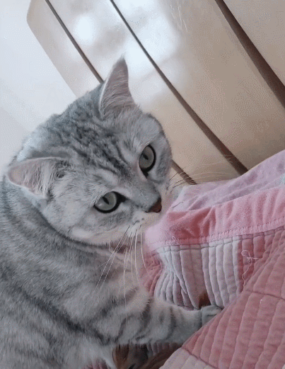 美丽的小猫咪,一脸卖萌的样子,实在是乖巧极啦!